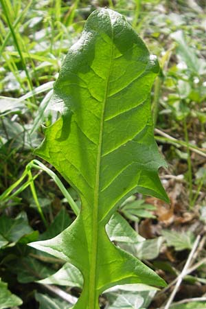 Taraxacum ekmanii ? / Ekman's Dandelion, D Rheinhessen, Wendelsheim 29.4.2010