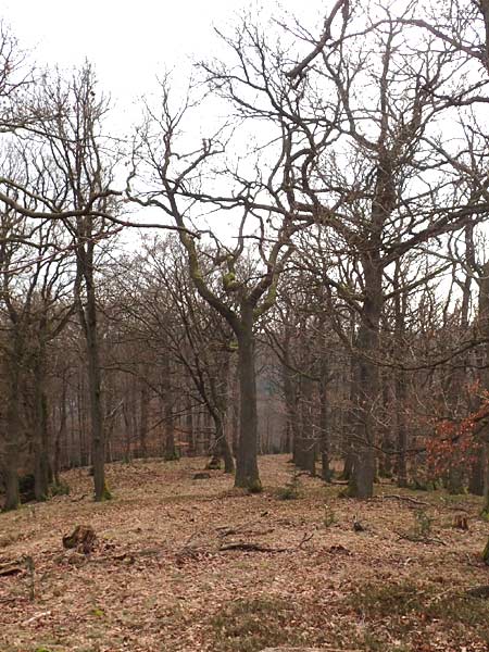 Quercus petraea \ Trauben-Eiche, D Schriesheim-Altenbach 22.2.2015