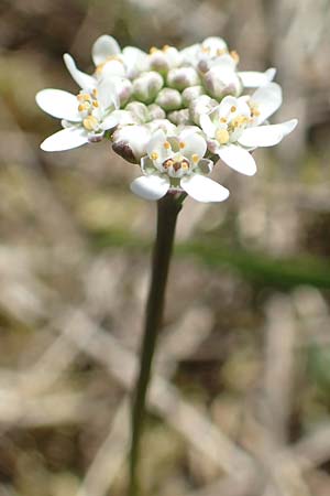 Teesdalia nudicaulis \ Kahler Bauernsenf / Shepherd's Cress, D Viernheim 11.4.2018