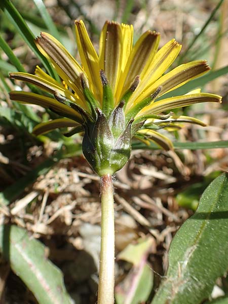 Taraxacum udum \ Flutrasen-Lwenzahn / Marsh Dandelion, D Konstanz 24.4.2018