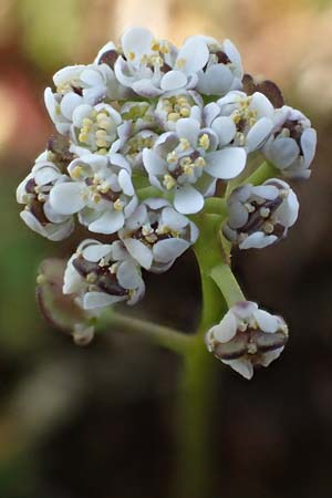 Teesdalia nudicaulis \ Kahler Bauernsenf / Shepherd's Cress, D Hockenheim 16.4.2019