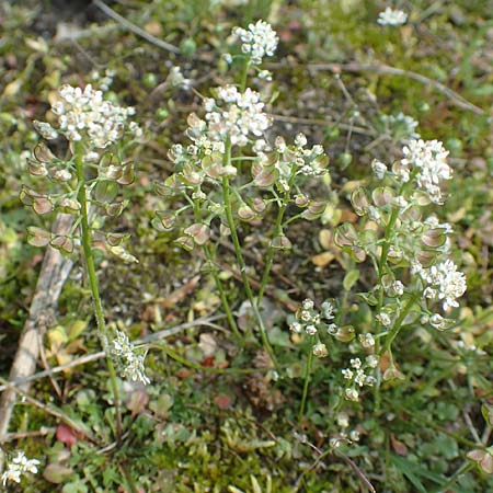 Teesdalia nudicaulis \ Kahler Bauernsenf / Shepherd's Cress, D Mannheim 30.4.2019