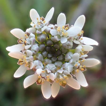 Teesdalia nudicaulis \ Kahler Bauernsenf / Shepherd's Cress, D Viernheim 7.4.2020