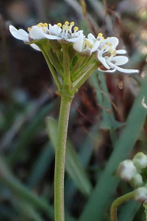 Teesdalia nudicaulis / Shepherd's Cress, D Viernheim 7.4.2020