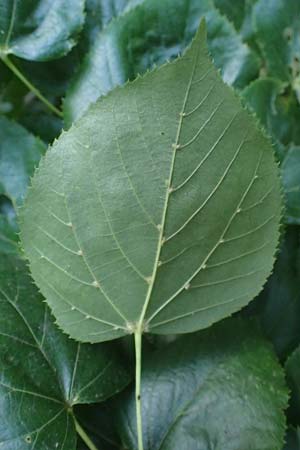 Tilia x euchlora / Caucasian Lime, D Mannheim 18.6.2021