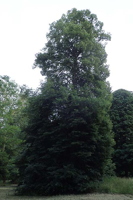 Tilia x euchlora / Caucasian Lime, D Mannheim 18.6.2021