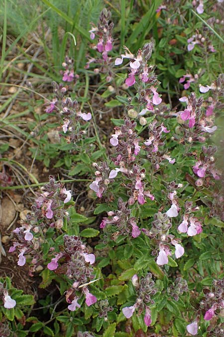 Teucrium chamaedrys \ Edel-Gamander, D Grünstadt-Asselheim 9.7.2021