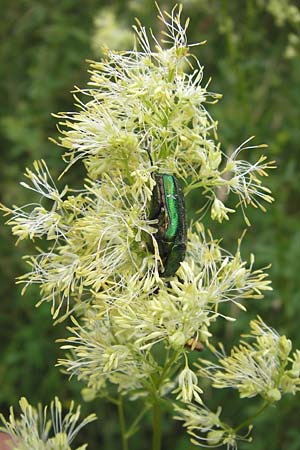 Thalictrum flavum / Common Meadow-Rue, D Pfalz, Speyer 3.7.2012