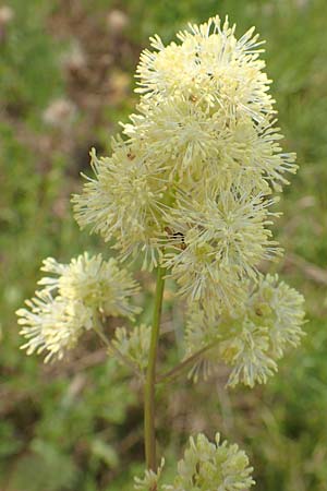 Thalictrum flavum / Common Meadow-Rue, D Philippsburg 7.7.2018