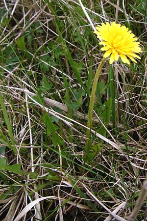 Taraxacum hollandicum \ Hollndischer Sumpf-Lwenzahn / Dutch Marsh Dandelion, D Münzenberg 25.4.2015