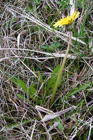 Taraxacum hollandicum \ Hollndischer Sumpf-Lwenzahn / Dutch Marsh Dandelion, D Münzenberg 25.4.2015