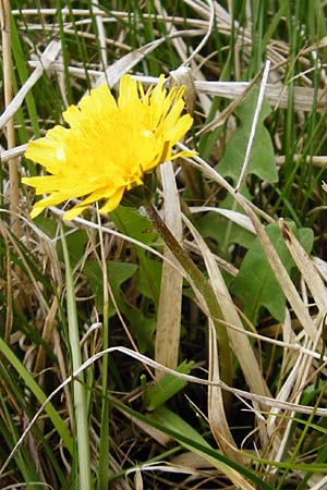 Taraxacum copidophyllum agg. / Big-Lobed Dandelion, D Münzenberg 25.4.2015