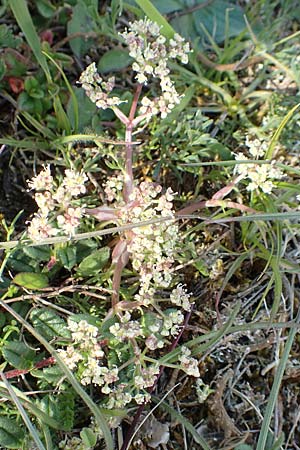 Trinia glauca \ Blaugrner Faserschirm / Honewort, D Neuleiningen 15.5.2019