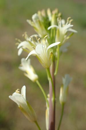 Arabis glabra \ Kahles Turmkraut / Tower Mustard, D St. Leon - Rot 17.5.2019