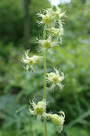 Tellima grandiflora \ Falsche Alraunwurzel, Fransenbecher / Fringe Cups, D Essen 23.5.2019