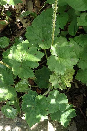 Tellima grandiflora \ Falsche Alraunwurzel, Fransenbecher / Fringe Cups, D Essen 23.5.2019