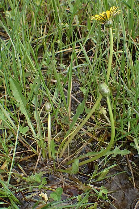 Taraxacum hollandicum \ Hollndischer Sumpf-Lwenzahn / Dutch Marsh Dandelion, D Rüsselsheim 20.4.2013