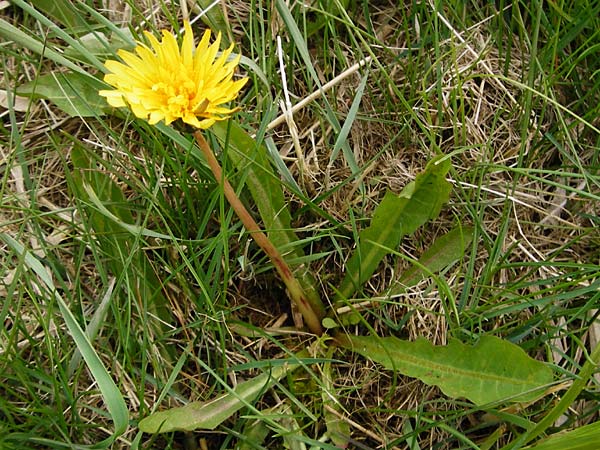 Taraxacum hollandicum \ Hollndischer Sumpf-Lwenzahn / Dutch Marsh Dandelion, D Münzenberg 25.4.2015