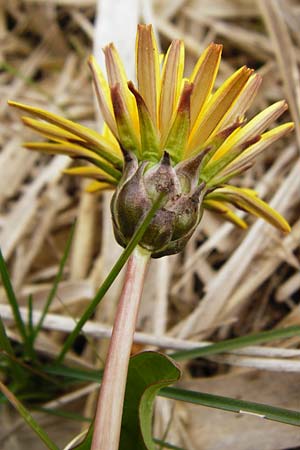 Taraxacum hollandicum \ Hollndischer Sumpf-Lwenzahn / Dutch Marsh Dandelion, D Münzenberg 25.4.2015