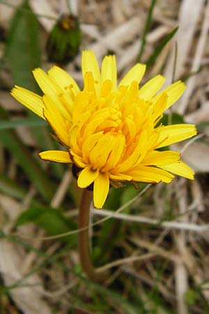 Taraxacum hollandicum / Dutch Marsh Dandelion, D Münzenberg 25.4.2015