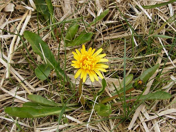 Taraxacum hollandicum / Dutch Marsh Dandelion, D Münzenberg 25.4.2015