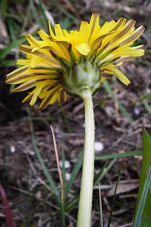 Taraxacum hollandicum \ Hollndischer Sumpf-Lwenzahn / Dutch Marsh Dandelion, D Münzenberg 25.4.2015