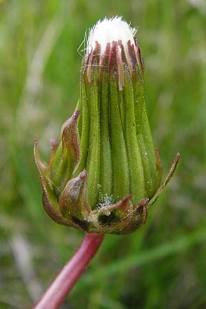 Taraxacum hollandicum / Dutch Marsh Dandelion, D Münzenberg 16.5.2015