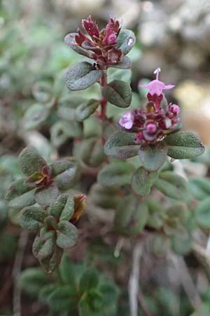 Thymus pulegioides / Large Thyme, D Mannheim 25.9.2015