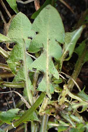 Taraxacum spec6 ? / Dandelion, D Mannheim 8.11.2015