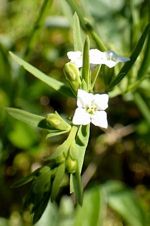 Thesium alpinum \ Alpen-Bergflachs, Alpen-Leinblatt / Alpine Bastard Toadflax, D Pfronten 28.6.2016