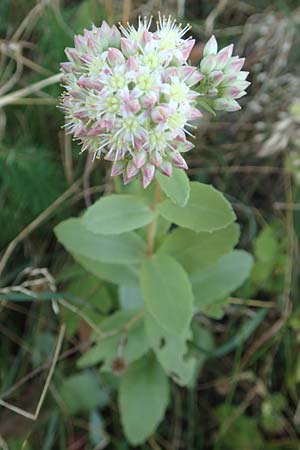 Hylotelephium telephium \ Purpur-Waldfetthenne / Witch's Moneybags, D Odenwald, Hammelbach 27.8.2016