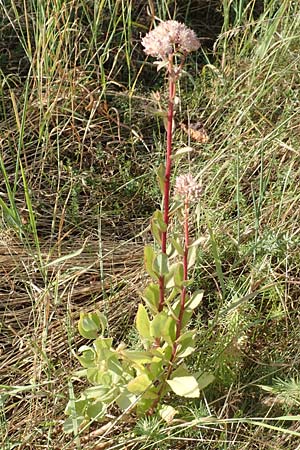 Hylotelephium telephium / Witch's Moneybags, D Odenwald, Hammelbach 27.8.2016