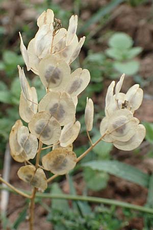 Thlaspi arvense \ Acker-Hellerkraut, Acker-Tschelkraut / Field Penny-Cress, D Neustadt an der Aisch 2.10.2016