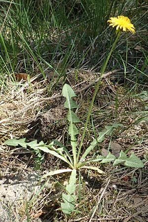 Taraxacum quadrans ? / Fleshy-Lobed Dandelion, D Ober-Roden 7.5.2018