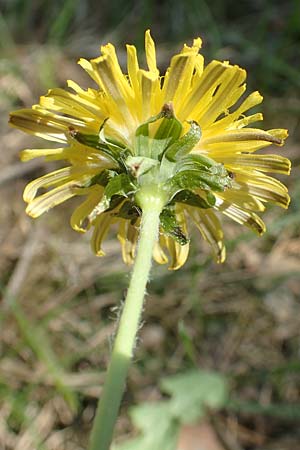 Taraxacum quadrans ? \ Ergnzender Haken-Lwenzahn / Fleshy-Lobed Dandelion, D Ober-Roden 7.5.2018