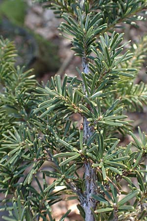 Tsuga heterophylla \ Westamerikanische Schierlings-Tanne, Westliche Hemlock-Tanne, D Odenwald, Heiligkreuzsteinach 24.2.2019