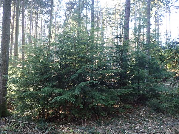 Tsuga heterophylla \ Westamerikanische Schierlings-Tanne, Westliche Hemlock-Tanne, D Odenwald, Heiligkreuzsteinach 24.2.2019