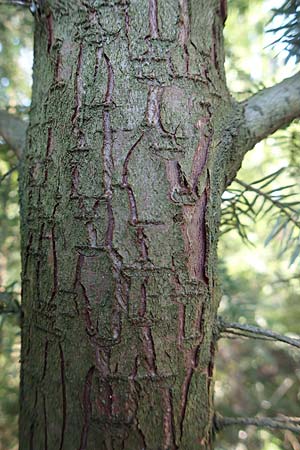 Tsuga heterophylla \ Westamerikanische Schierlings-Tanne, Westliche Hemlock-Tanne, D Odenwald, Heiligkreuzsteinach 24.2.2019