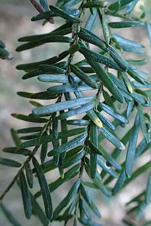 Tsuga heterophylla \ Westamerikanische Schierlings-Tanne, Westliche Hemlock-Tanne, D Odenwald, Heiligkreuzsteinach 24.2.2019