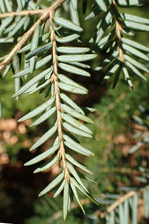 Tsuga heterophylla \ Westamerikanische Schierlings-Tanne, Westliche Hemlock-Tanne, D Odenwald, Heiligkreuzsteinach 24.2.2019