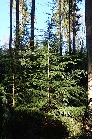 Tsuga heterophylla / Western Hemlock Fir, D Odenwald, Heiligkreuzsteinach 24.2.2019