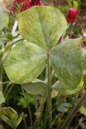 Trifolium incarnatum subsp. incarnatum \ Gewhnlicher Inkarnat-Klee / Crimson Clover, D Enkenbach-Alsenborn 24.5.2015