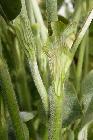 Trifolium incarnatum subsp. incarnatum \ Gewöhnlicher Inkarnat-Klee, D Enkenbach-Alsenborn 24.5.2015