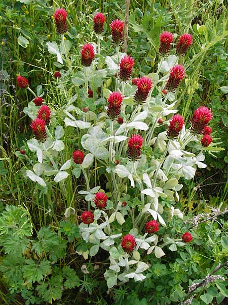 Trifolium incarnatum subsp. incarnatum \ Gewhnlicher Inkarnat-Klee / Crimson Clover, D Enkenbach-Alsenborn 24.5.2015