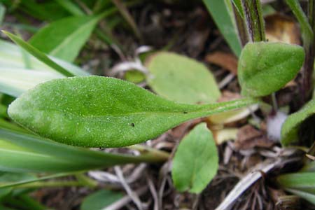 Tephroseris integrifolia \ Steppen-Greiskraut / Field Fleawort, D Grettstadt 1.6.2015