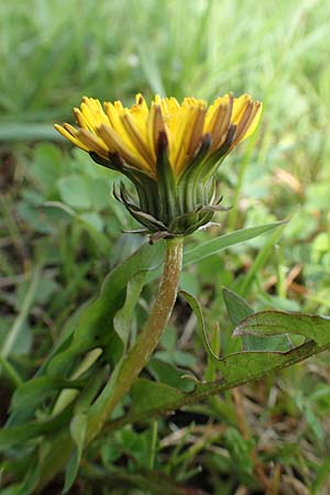 Taraxacum specH ? / Dandelion, D Birkenheide 14.4.2018