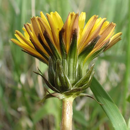 Taraxacum specH ? \ Lwenzahn / Dandelion, D Birkenheide 14.4.2018