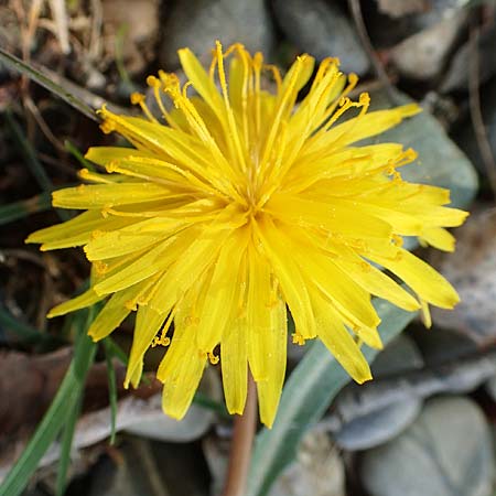 Taraxacum pauckertianum \ Pauckerts Lwenzahn, D Konstanz 24.4.2018