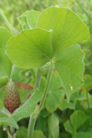 Trifolium incarnatum subsp. incarnatum \ Gewhnlicher Inkarnat-Klee / Crimson Clover, D Alsbach-Hähnlein 28.4.2018