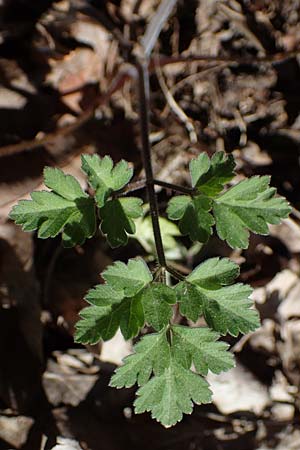 Torilis japonica \ Gewhnlicher Klettenkerbel, D Erlenbach am Main 19.3.2022